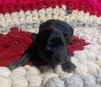 Archie , a male Yorkipoo for sale in Lutts, TN – 7 of 10