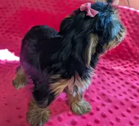 Nova, a female Yorkshire Terrier for sale in Lutts, TN – 5 of 10
