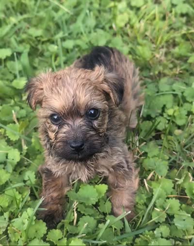 Nala, a female Yorkipoo for sale in Lutts, TN – 4 of 4