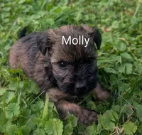 Molly, a female Yorkipoo for sale in Lutts, TN – 3 of 9