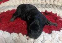 Archie , a male Yorkipoo for sale in Lutts, TN – 5 of 10