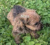 Nala, a female Yorkipoo for sale in Lutts, TN – 2 of 4