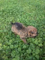Nala, a female Yorkipoo for sale in Lutts, TN – 3 of 4