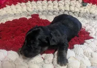 Archie , a male Yorkipoo for sale in Lutts, TN – 10 of 10