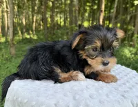 Dia, a female Yorkshire Terrier for sale in Lutts, TN – 2 of 5