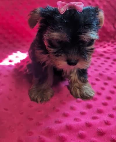 Nova, a female Yorkshire Terrier for sale in Lutts, TN – 9 of 10