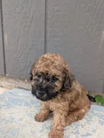 Muffin , a male Poodle - Toy  for sale in Lutts, TN – 3 of 3