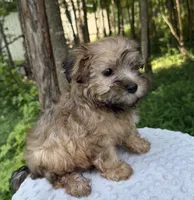 Jasper , a male Yorkipoo for sale in Lutts, TN – 3 of 4