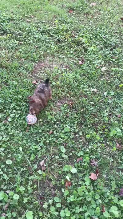 Winnie , a female Yorkipoo for sale in Lutts, TN – 6 of 6