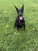 AKC Euro Doberman puppy, a male Doberman Pinscher for sale in Lutts, TN – 2 of 6