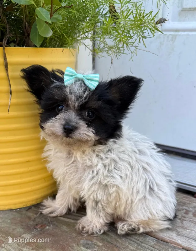 Toby  – Yorkipoo puppy for sale in Lutts, TN