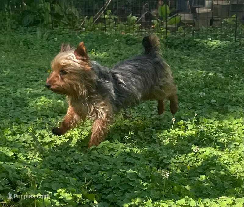 Scooter  – Yorkshire Terrier puppy for sale in Lutts, TN