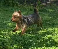 Scooter , a male Yorkshire Terrier for sale in Lutts, TN – 1 of 3