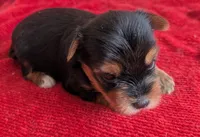 Dia, a female Yorkshire Terrier for sale in Lutts, TN – 2 of 8