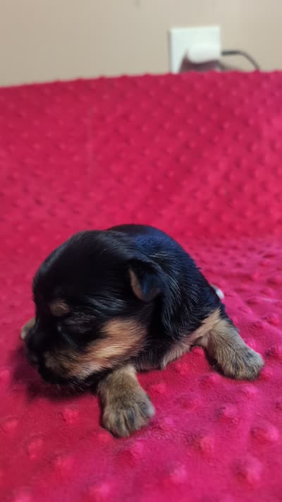 Reese , a female Yorkshire Terrier for sale in Lutts, TN – 7 of 7