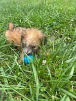 Summer , a female Poodle - Toy  for sale in Lutts, TN – 5 of 5