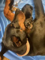 AKC Euro Doberman puppy, a male Doberman Pinscher for sale in Lutts, TN – 6 of 6