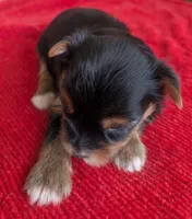 Stella , a female Yorkshire Terrier for sale in Lutts, TN – 5 of 7