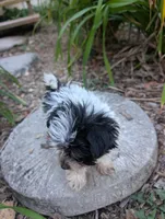 Toby , a male Yorkipoo for sale in Lutts, TN – 3 of 7