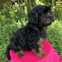 Dominic , a male Yorkipoo for sale in Lutts, TN – 5 of 10