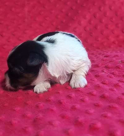 Rolo , a male Yorkshire Terrier for sale in Lutts, TN – 5 of 5