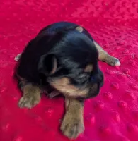 Reese , a female Yorkshire Terrier for sale in Lutts, TN – 2 of 7