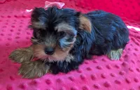 Nova, a female Yorkshire Terrier for sale in Lutts, TN – 3 of 10
