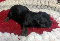 Archie , a male Yorkipoo for sale in Lutts, TN – 8 of 10