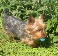 Scooter , a male Yorkshire Terrier for sale in Lutts, TN – 2 of 3