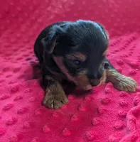 Onyx , a male Yorkshire Terrier for sale in Lutts, TN – 4 of 6