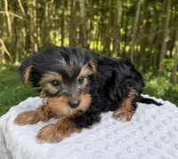 Onyx , a male Yorkshire Terrier for sale in Lutts, TN – 7 of 7