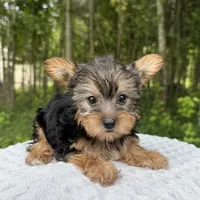 Sapphire , a female Yorkshire Terrier for sale in Lutts, TN – 3 of 9