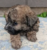 Cupcake , a female Poodle - Toy  for sale in Lutts, TN – 2 of 3