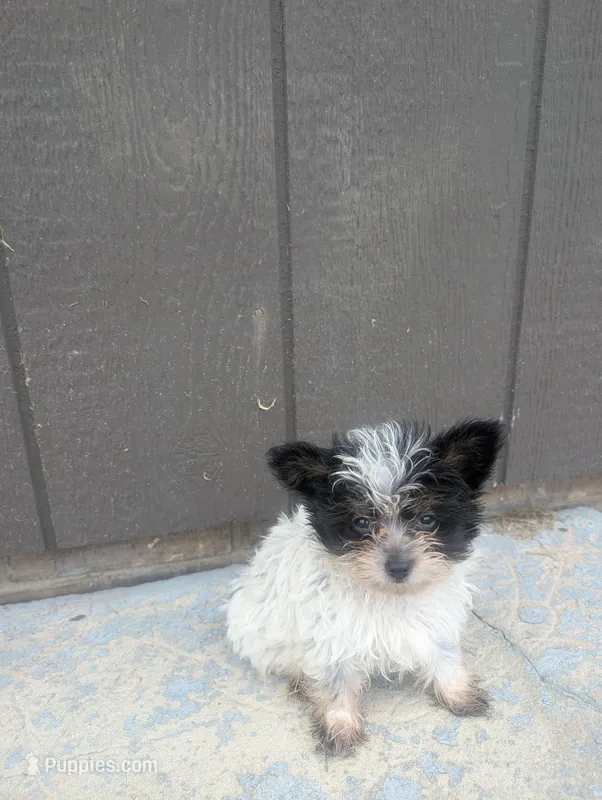 Toby  – Yorkipoo puppy for sale in Lutts, TN