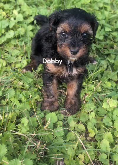 Dobby , a male Yorkshire Terrier for sale in Lutts, TN – 5 of 5