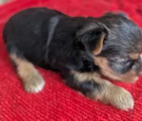 Sapphire , a female Yorkshire Terrier for sale in Lutts, TN – 3 of 5