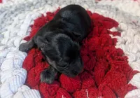 Archie , a male Yorkipoo for sale in Lutts, TN – 9 of 10