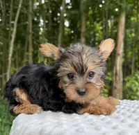 Sapphire , a female Yorkshire Terrier for sale in Lutts, TN – 8 of 9