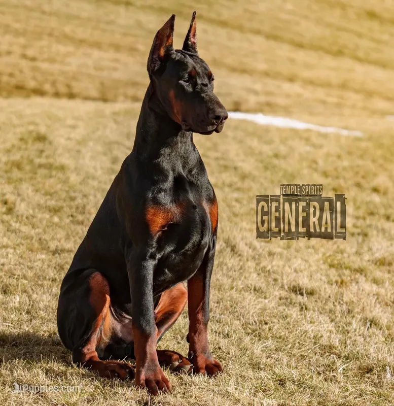 AKC Euro Doberman puppy – Doberman Pinscher puppy for sale in Lutts, TN