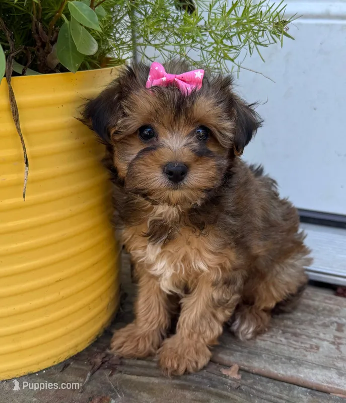 Winnie  – Yorkipoo puppy for sale in Lutts, TN