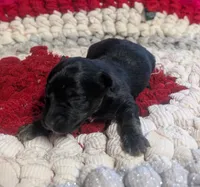 Archie , a male Yorkipoo for sale in Lutts, TN – 6 of 10