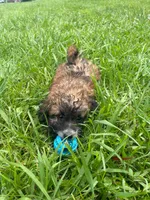 Kelly , a female Poodle - Toy  for sale in Lutts, TN – 3 of 6