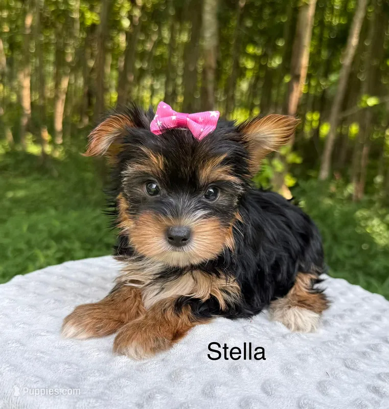 Stella  – Yorkshire Terrier puppy for sale in Lutts, TN