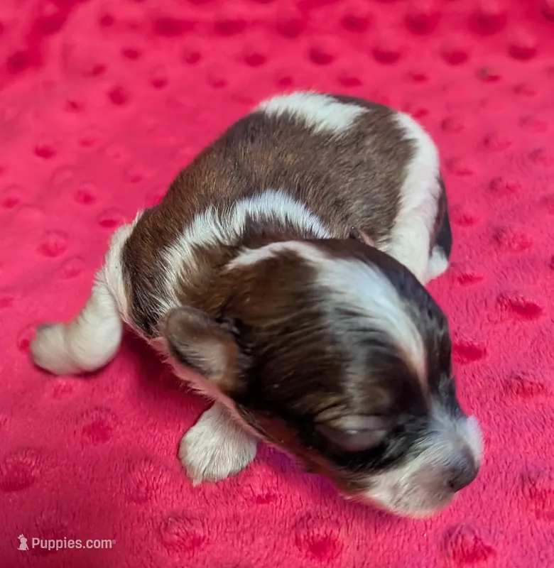 Bentley  – Yorkipoo puppy for sale in Lutts, TN