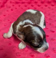 Bentley , a male Yorkipoo for sale in Lutts, TN – 1 of 5