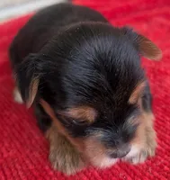 Dia, a female Yorkshire Terrier for sale in Lutts, TN – 6 of 8