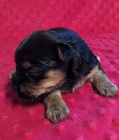 Reese , a female Yorkshire Terrier for sale in Lutts, TN – 6 of 7
