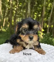 Nova, a female Yorkshire Terrier for sale in Lutts, TN – 4 of 9