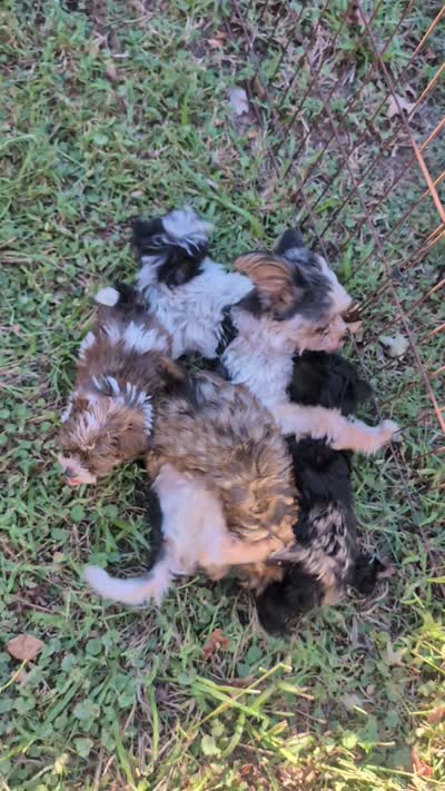 Toby , a male Yorkipoo for sale in Lutts, TN – 5 of 7