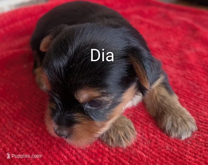 Dia – Yorkshire Terrier puppy for sale in Lutts, TN